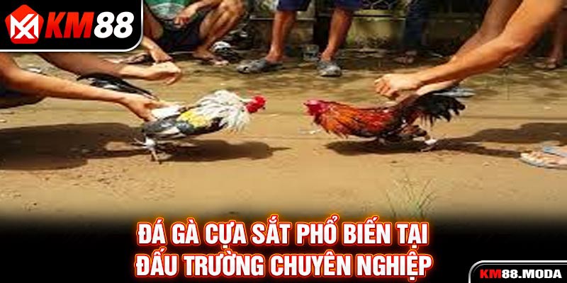 Đá Gà Cựa Sắt Và Những Kiến Thức Trọng Tâm Cho Tân Binh