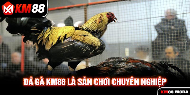 Đá Gà KM88 - Sân Chơi Online Chuyên Nghiệp Đầy Kịch Tính