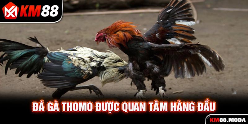 Đá Gà KM88 - Sân Chơi Online Chuyên Nghiệp Đầy Kịch Tính