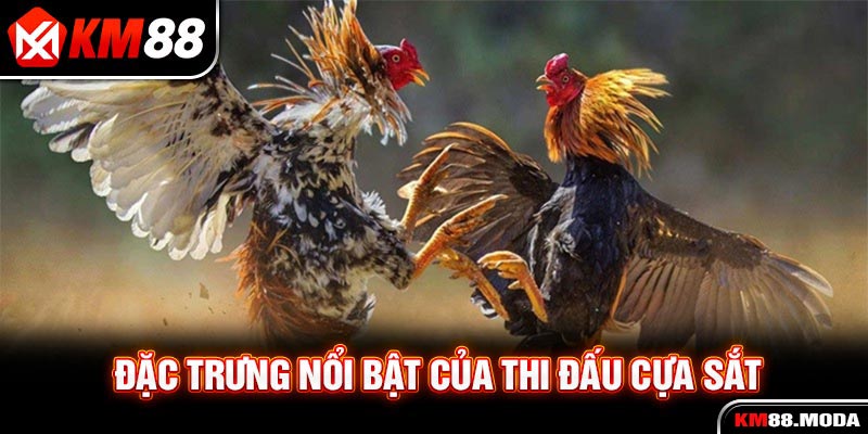 Đá Gà Cựa Sắt Và Những Kiến Thức Trọng Tâm Cho Tân Binh