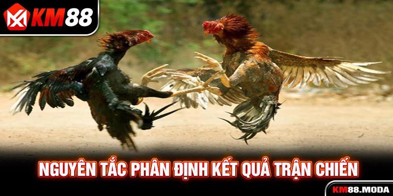 Đá Gà Cựa Sắt Và Những Kiến Thức Trọng Tâm Cho Tân Binh